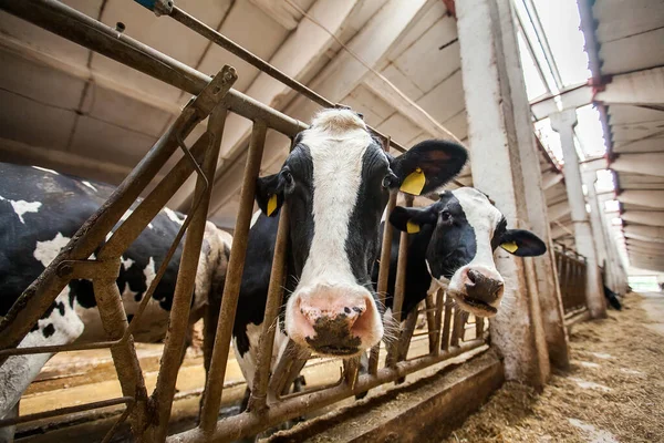 Krów w gospodarstwie. Czarno-białe krowy jedzenie siana w stajni — Zdjęcie stockowe