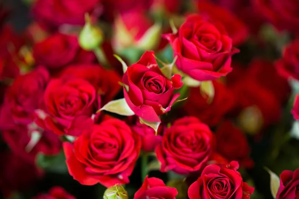 Květiny růže pozadí v květinářství. — Stock fotografie