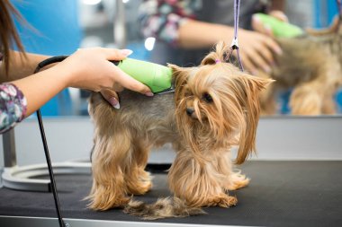 Veteriner veteriner veteriner veteriner kliniğinde saç makasıyla bir Yorkshire teriyerini buduyor. Bayan kuaför saç kesimi Yorkshire Teriyeri, köpekler için kuaför salonundaki tımar masasında..