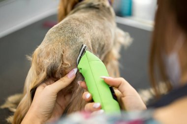 Veteriner veteriner veteriner veteriner kliniğinde saç makasıyla bir Yorkshire teriyerini buduyor. Bayan kuaför saç kesimi Yorkshire Teriyeri, köpekler için kuaför salonundaki tımar masasında..
