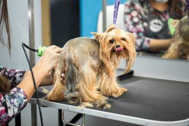 Veteriner veteriner veteriner veteriner kliniğinde saç makasıyla bir Yorkshire teriyerini buduyor. Bayan kuaför saç kesimi Yorkshire Teriyeri, köpekler için kuaför salonundaki tımar masasında..