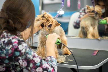 Veteriner veteriner veteriner veteriner kliniğinde saç makasıyla bir Yorkshire teriyerini buduyor. Bayan kuaför saç kesimi Yorkshire Teriyeri, köpekler için kuaför salonundaki tımar masasında..