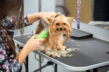 Veteriner veteriner veteriner veteriner kliniğinde saç makasıyla bir Yorkshire teriyerini buduyor. Bayan kuaför saç kesimi Yorkshire Teriyeri, köpekler için kuaför salonundaki tımar masasında..