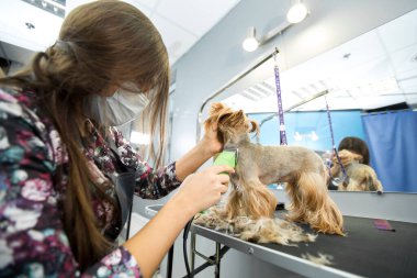 Veteriner veteriner veteriner veteriner kliniğinde saç makasıyla bir Yorkshire teriyerini buduyor. Bayan kuaför saç kesimi Yorkshire Teriyeri, köpekler için kuaför salonundaki tımar masasında..