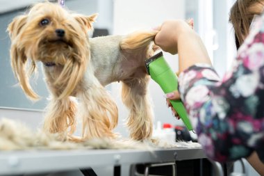 Veteriner veteriner veteriner veteriner kliniğinde saç makasıyla bir Yorkshire teriyerini buduyor. Bayan kuaför saç kesimi Yorkshire Teriyeri, köpekler için kuaför salonundaki tımar masasında..