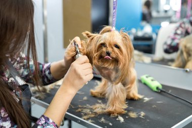 Profesyonel hayvan tımar uzmanı veteriner kliniğinde köpek tırnaklarını makasla kesiyor. Bakım salonunda köpeğe bakıyor. Yorkshire teriyeri köpek pençelerini veteriner dolabında kesmek için meme uçları..
