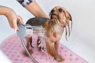 Yorkshire Teriyeri, köpekler için güzellik salonunun tuvaletinde. Yorkshire Teriyerleriyle yakından ilgilenin. Veteriner. Tımarcı. Hayvanların kuaförü..