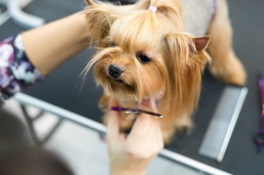 Saç kesimi yapan kadın Yorkshire Teriyeri köpekler için kuaför salonundaki tımar masasında. Bir köpeğin makasıyla son kırpma işlemi..