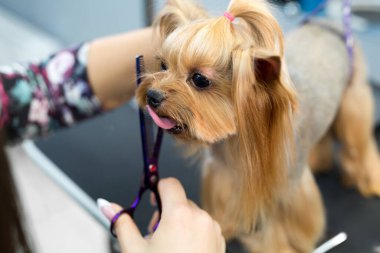 Saç kesimi yapan kadın Yorkshire Teriyeri köpekler için kuaför salonundaki tımar masasında. Bir köpeğin makasıyla son kırpma işlemi..
