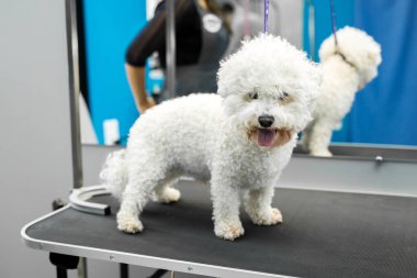 Köpek Bichon Frise veteriner kliniğinde bir masanın üzerinde duruyor..