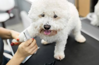 Kuaför kuaförde saç ve saç kesimi yapan bir köpek Berber dükkanında köpek Bichon Frise.
