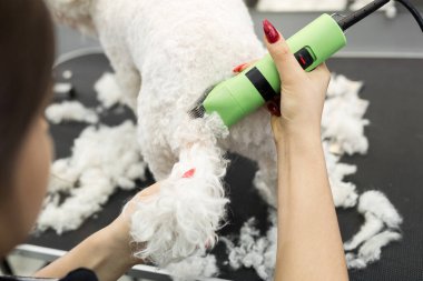 Groomer elektrikli saç makasıyla küçük bir köpek Bichon Frise 'i buduyor. Köpek kuaföründe saç kesen köpek Bichon Frise. Hayvanların kuaförü..