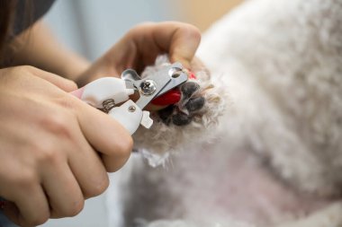 Veteriner kadın, veteriner kliniğinde köpek Bichon Frise 'nin pençelerini kesiyor. Köpeğin pençelerini yakın çekimde kırpmak. Köpek tırnağını tırnak makasıyla kesen bir veterinerin yakın çekimi. Veteriner konsepti