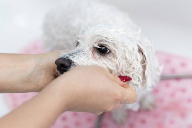 Köpeğini banyoda yıkayan bir kızın yakın plan fotoğrafı. Duştan üzerine su döküyor. Ağır çekim. Bichon Frise adında bir köpeğe bakar mısın? Veteriner. Tımarcı. Hayvanların kuaförü.