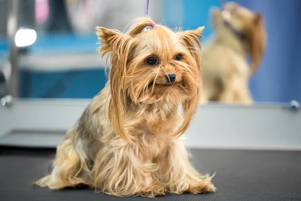 Yorkshire Terrier stands on a table in a veterinary clinic. Portrait of a small dog in the hospital on the table before examination. — Stock Photo, Image