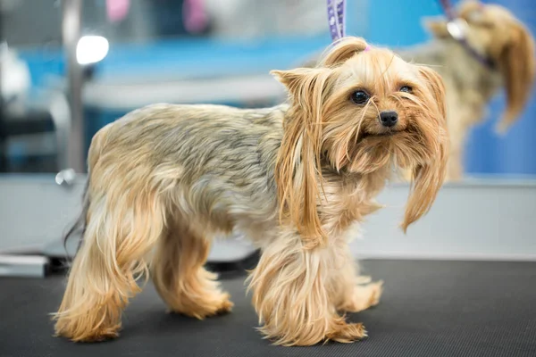 Cute little yorkshire terrier puppy on the table in grooming salon at vet clinic.Take care of dog in professional groomer studio. Funny small dog looks in the camera. — Stock Photo, Image