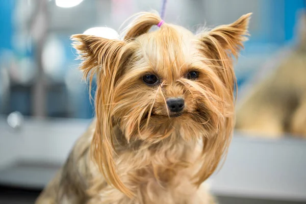 Yorkshire Terrier stands on a table in a veterinary clinic. Portrait of a small dog in the hospital on the table before examination. — Stock Photo, Image