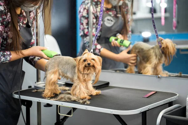 Veterinář stříhá yorkshirského teriéra stříhačem vlasů na veterinární klinice. Ženské kadeřnice účes Yorkshire teriér na stole pro úpravu v salonu krásy pro psy. — Stock fotografie