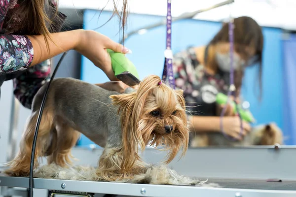 Vétérinaire tailler un terrier yorkshire avec une tondeuse à cheveux dans une clinique vétérinaire. Femme toiletteuse coupe Yorkshire Terrier sur la table de toilettage dans le salon de beauté pour chiens . — Photo