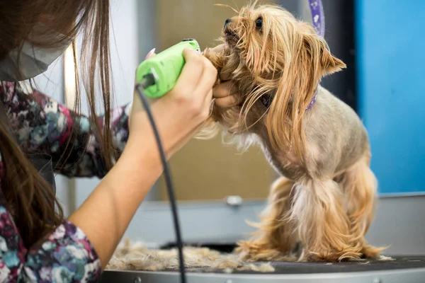 Veterinář stříhá yorkshirského teriéra stříhačem vlasů na veterinární klinice. Ženské kadeřnice účes Yorkshire teriér na stole pro úpravu v salonu krásy pro psy. — Stock fotografie