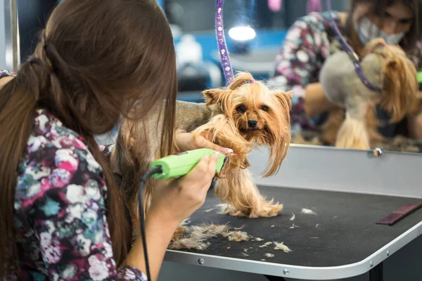 Κτηνίατρος που κουρεύει ένα τεριέ του Γιόρκσαϊρ με κουρευτική μηχανή σε κτηνιατρική κλινική. Γυναικείο κούρεμα Yorkshire Terrier στο τραπέζι για περιποίηση στο σαλόνι ομορφιάς για σκύλους. — Φωτογραφία Αρχείου