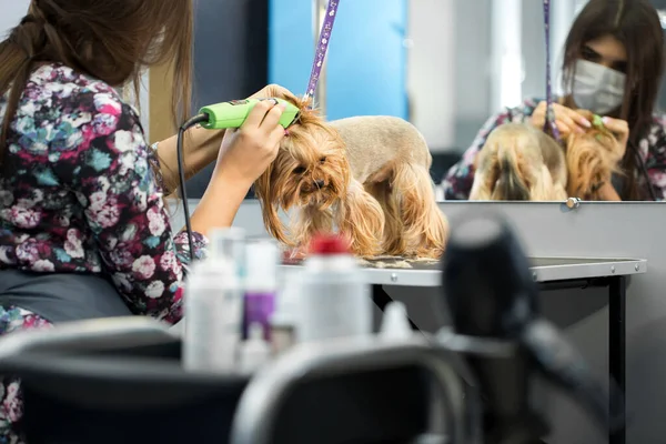 Veterinário aparar um terrier yorkshire com um cortador de cabelo em uma clínica veterinária. Feminino groomer haircut Yorkshire Terrier na mesa para grooming no salão de beleza para cães . — Fotografia de Stock