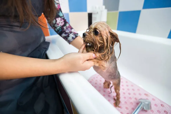 Йоркшир-тер'єр у ванній кімнаті в салоні краси для собак. Подбайте про крупних тер'єрів у Йоркширі. Ветеринар. Громер. Рукавичка для тварин.. — стокове фото