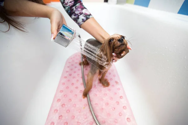 Yorkshire Terrier in bagno nel salone di bellezza per cani. Cura per terrier yorkshire primo piano. Veterinario. Il toelettatore. Parrucchiere per animali . — Foto Stock
