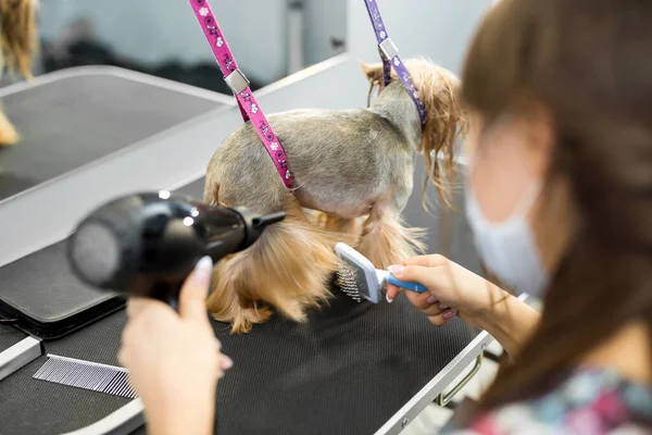 Veterinární lékař vyhodit-suché vlasy Yorkshire teriér na veterinární klinice, close-up. — Stock fotografie