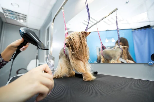 Veterinarian blow-dry a Yorkshire terrier hair in a veterinary clinic, close-up. — Stock Photo, Image