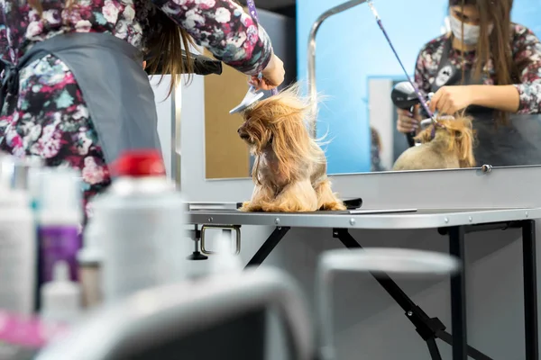 Grooming animals, grooming, drying and styling dogs, combing wool. Grooming master cuts and shaves, cares for a dog. Beautiful Yorkshire Terrier.