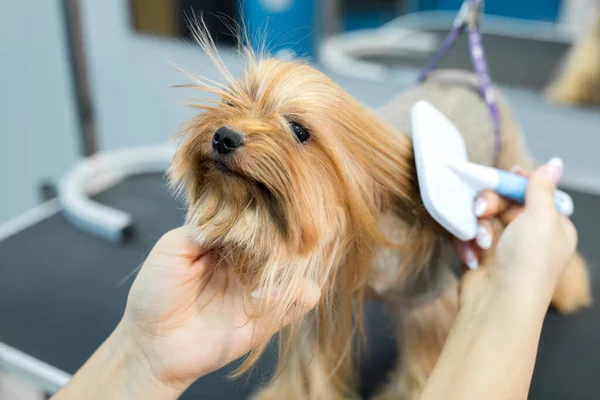 Grooming djur, grooming, torkning och styling hundar, kamning ull. Grooming mästare skär och rakar, bryr sig om en hund. Vackra Yorkshire Terrier. — Stockfoto