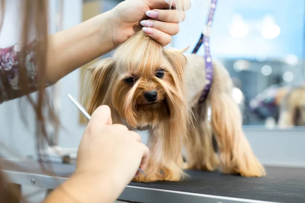 Groomer puts a bow on the dogs head. — Stock Photo, Image
