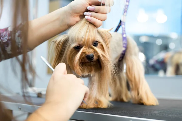 Tımarcı köpeğin kafasına fiyonk takar.. — Stok fotoğraf