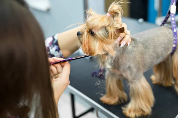 Kvinnlig groomer frisyr yorkshire terrier på bordet för grooming i skönhetssalong för hundar. Process för slutlig klippning av en hund hår med sax. — Stockfoto