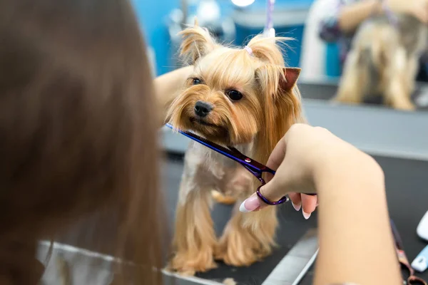 Femme toiletteuse coupe de cheveux yorkshire terrier sur la table pour toilettage dans le salon de beauté pour chiens. Processus de cisaillement final d'un chien cheveux avec des ciseaux. — Photo