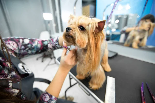 犬のための美容室で身づくろいのためのテーブルの上の女性グルーマーヘアカットヨークシャーテリア。はさみで犬の髪の毛の最終的なせん断のプロセス. — ストック写真