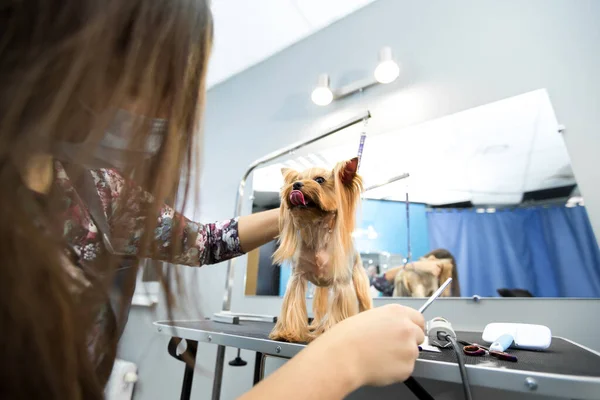 Femme toiletteuse coupe de cheveux yorkshire terrier sur la table pour toilettage dans le salon de beauté pour chiens. Processus de cisaillement final d'un chien cheveux avec des ciseaux. — Photo