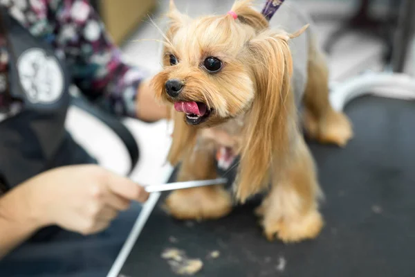Female groomer haircut yorkshire terrier on the table for grooming in the beauty salon for dogs. Toned image. process of final shearing of a dogs hair with scissors. — Stock Photo, Image