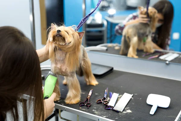 Veterinarian trimming a yorkshire terrier with a hair clipper in a veterinary clinic. Female groomer haircut Yorkshire Terrier on the table for grooming in the beauty salon for dogs. — Stock Photo, Image