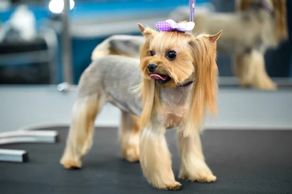 Yorkshire terrier after a haircut on the grooming table. — Stock Photo, Image