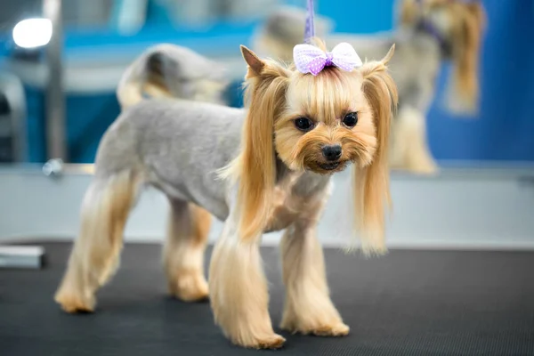 Yorkshire terrier after a haircut on the grooming table. — Stock Photo, Image