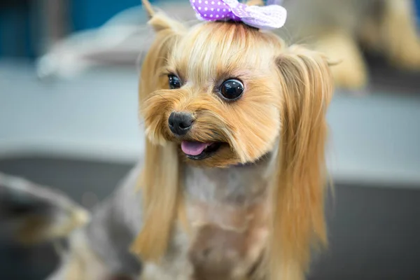 Yorkshire terrier after a haircut on the grooming table. — Stock Photo, Image