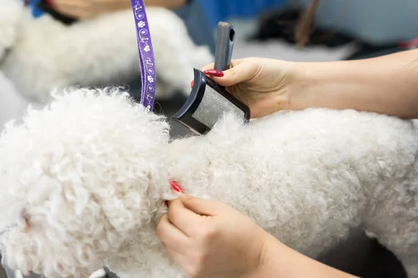 Grooming animals, grooming, drying and styling dogs, combing wool. Grooming master cuts and shaves, cares for a dog Bichon Frise.