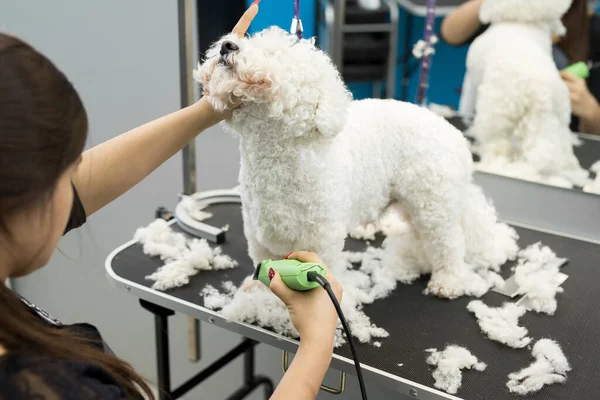 Groomer elektrikli saç makasıyla küçük bir köpek Bichon Frise 'i buduyor. Köpek kuaföründe saç kesen köpek Bichon Frise. Hayvanların kuaförü.. — Stok fotoğraf
