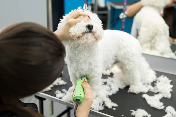 Groomer trimming a small dog Bichon Frise with an electric hair clipper. Cutting hair in the dog hairdresser a dog Bichon Frise. Hairdresser for animals. — Stock Photo, Image