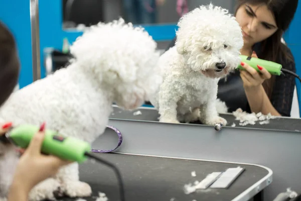 Groomer trimmt einen kleinen Hund Bichon Frise mit einem elektrischen Haarschneider. Haare schneiden beim Hundefriseur Hund Bichon Frise. Friseur für Tiere. — Stockfoto