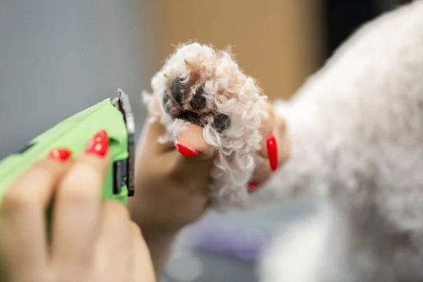 Groomer potatura di un cane di piccola taglia Bichon Frise con un tagliacapelli elettrico. Taglio di capelli nel parrucchiere di cane un cane Bichon Frise. Parrucchiere per animali . — Foto Stock