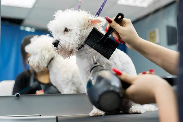 Tierarzt föhnen ein Bichon Frise Haar in einer Tierklinik, aus nächster Nähe. Bichon Frise machen Haarschnitt und Pflege im Schönheitssalon für Hunde. — Stockfoto