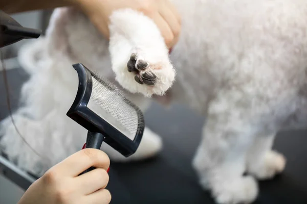 Grooming animals, grooming, drying and styling dogs, combing wool. Grooming master cuts and shaves, cares for a dog Bichon Frise.